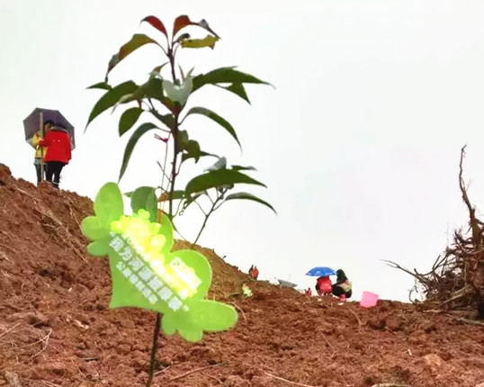 僑洋伙伴積極參與植樹公益活動 僑洋伙伴積極參與植樹公益活動