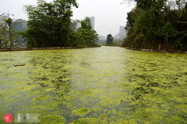 僑洋實(shí)業(yè)帶你直擊重慶“人造天河”兩年后變“綠藻河” 僑洋實(shí)業(yè)帶你直擊重慶“人造天河”兩年后變“綠藻河”