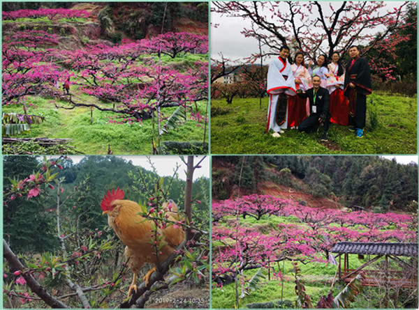迷人桃花殷紅一片 迷人桃花殷紅一片